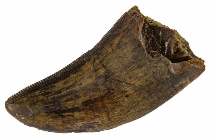 Serrated, Tyrannosaur Tooth - Judith River Formation, Montana #114006